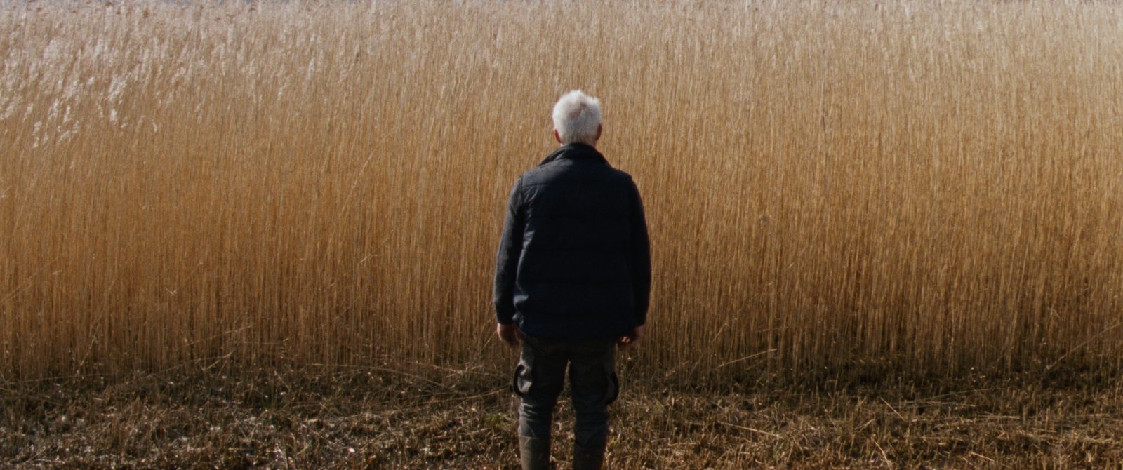 Reedland