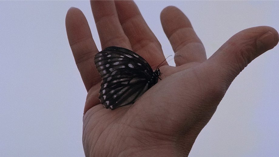 The Butterfly Murders