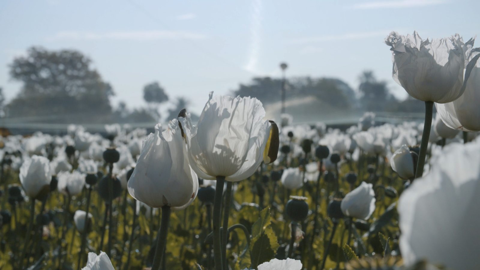 I, Poppy 2