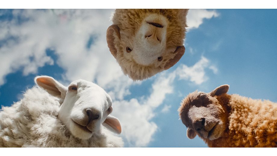 The Sheep Detectives 2